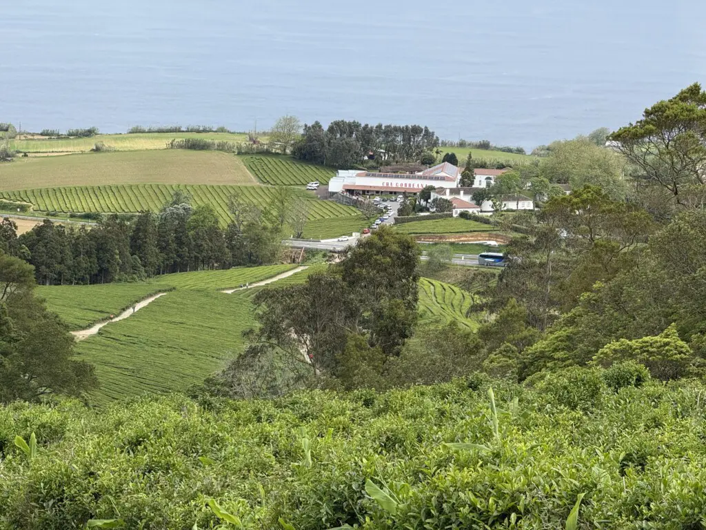 Cha Gorreana IMG 3756
