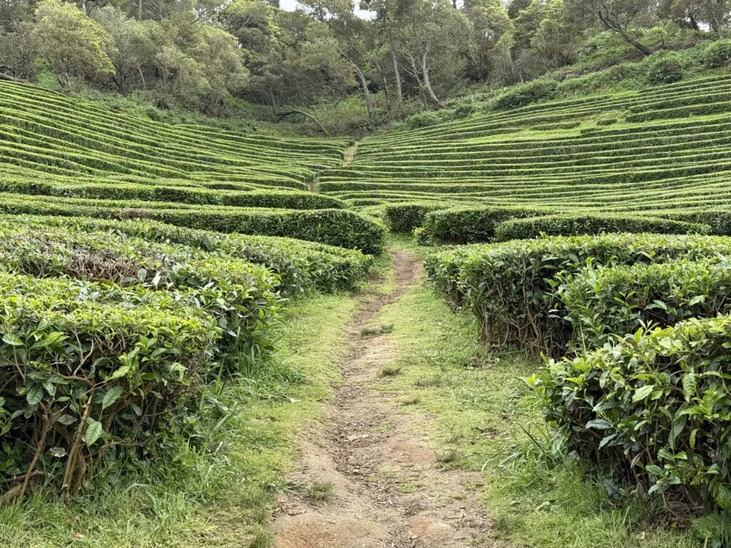 Tea Fields IMG 3763