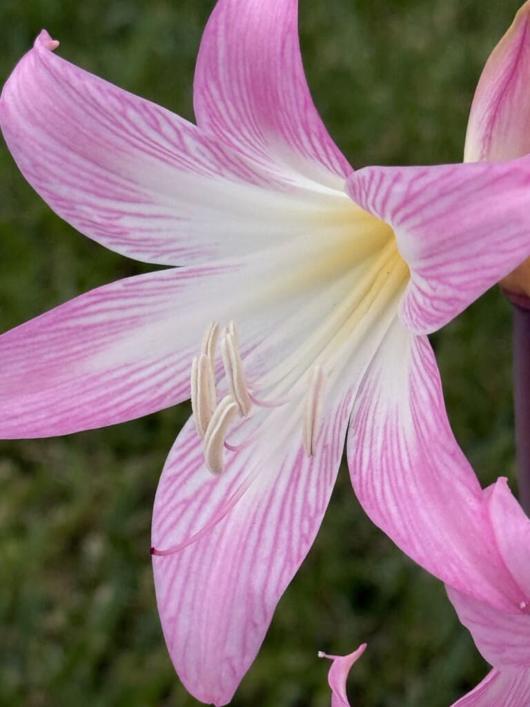 Flower of the Naked Lady